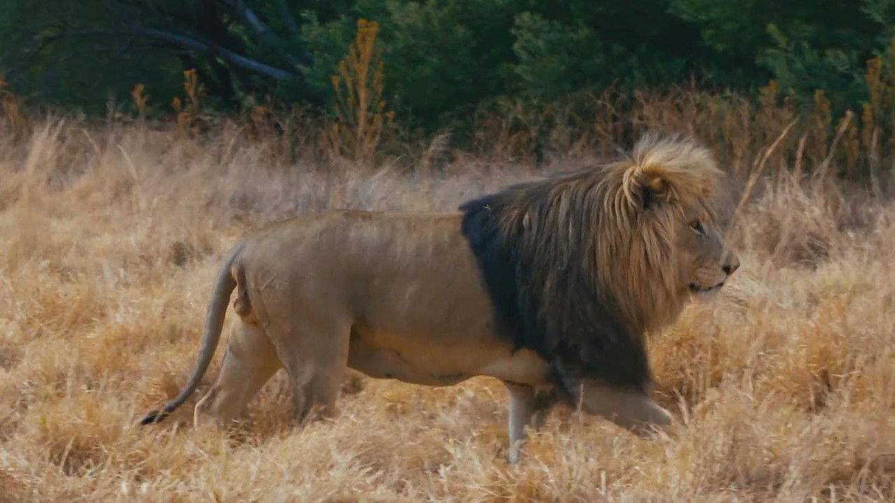 Lionsrock: Return Of The King backdrop