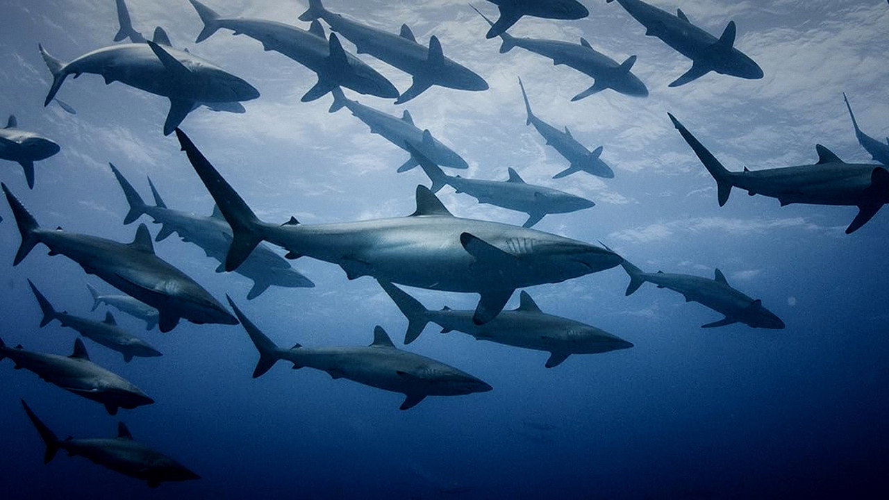 Extinct or Alive: Land of the Lost Sharks backdrop
