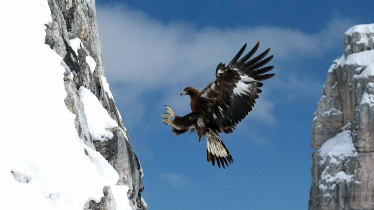 L'aigle royal, seigneur des Alpes backdrop