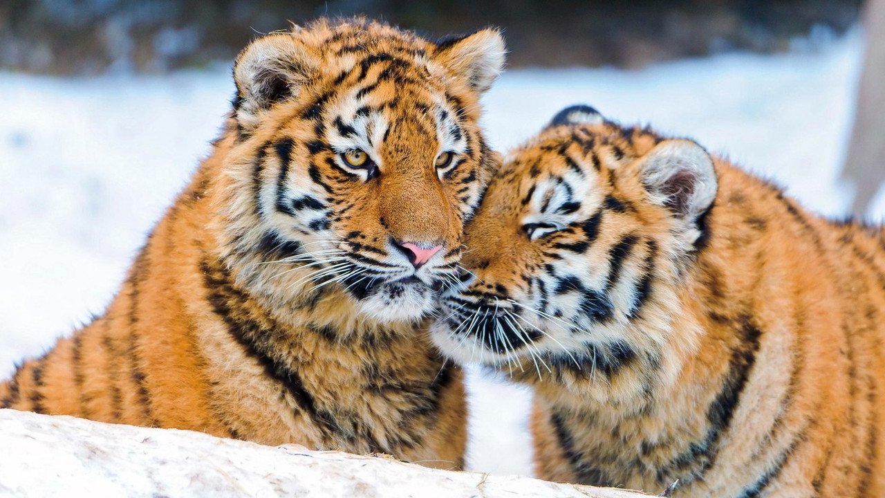 Tigers of the Snow backdrop