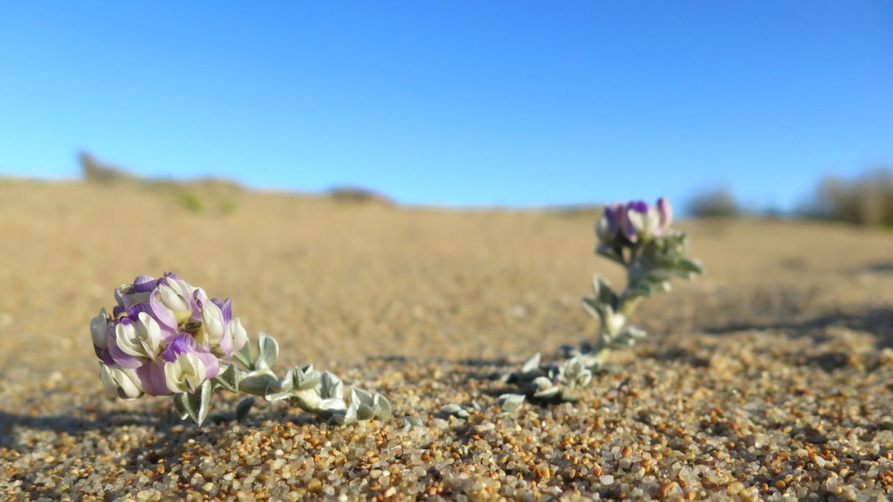 Salvemos Gota de Leche backdrop