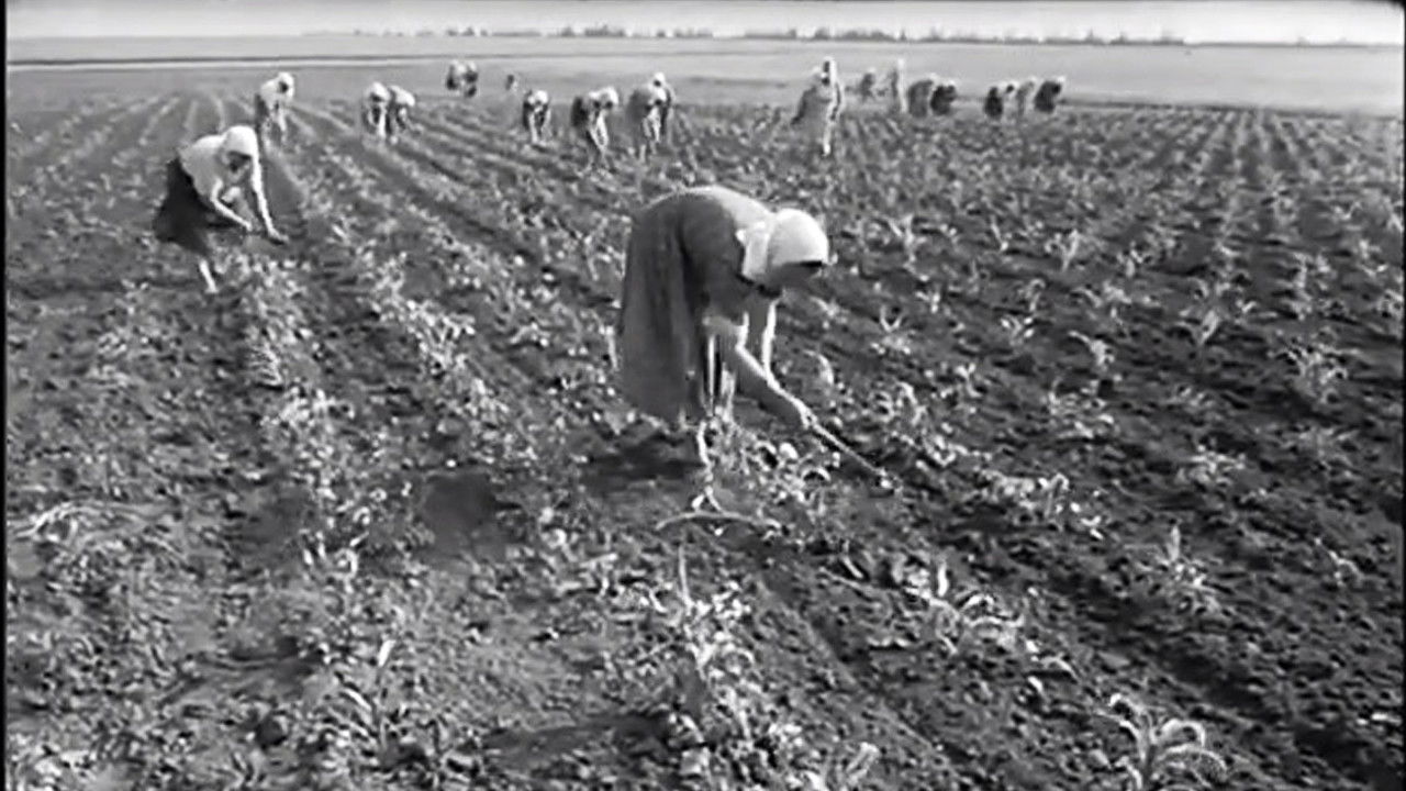 Declaration of Love backdrop
