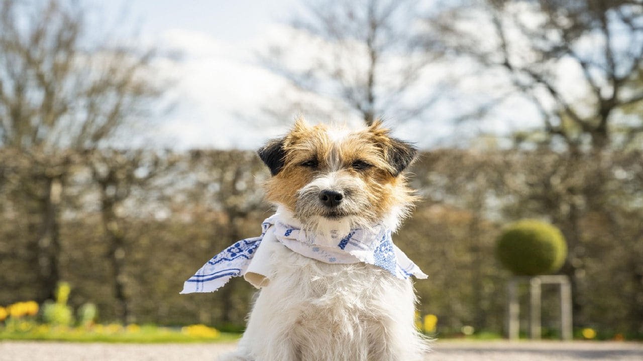 Zitterinchen backdrop