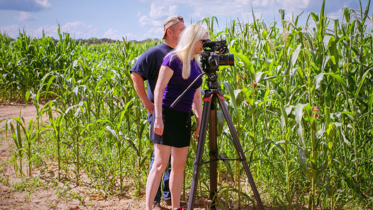 Fields of Gold backdrop