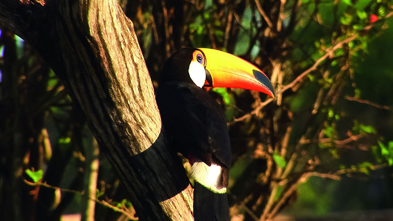 Planet HD South America backdrop