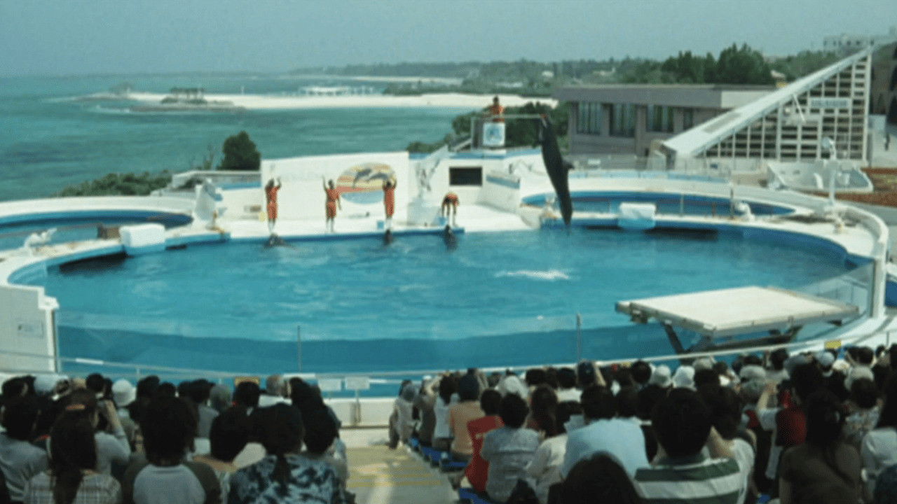 Dolphin Blue: Soar Again, Fuji backdrop