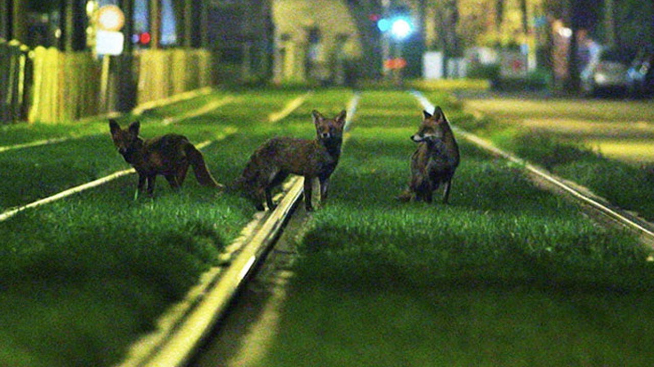 Brussels, the Wild Side backdrop