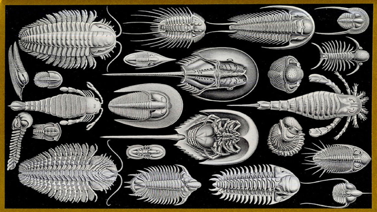 Survivors: Nature's Indestructible Creatures backdrop