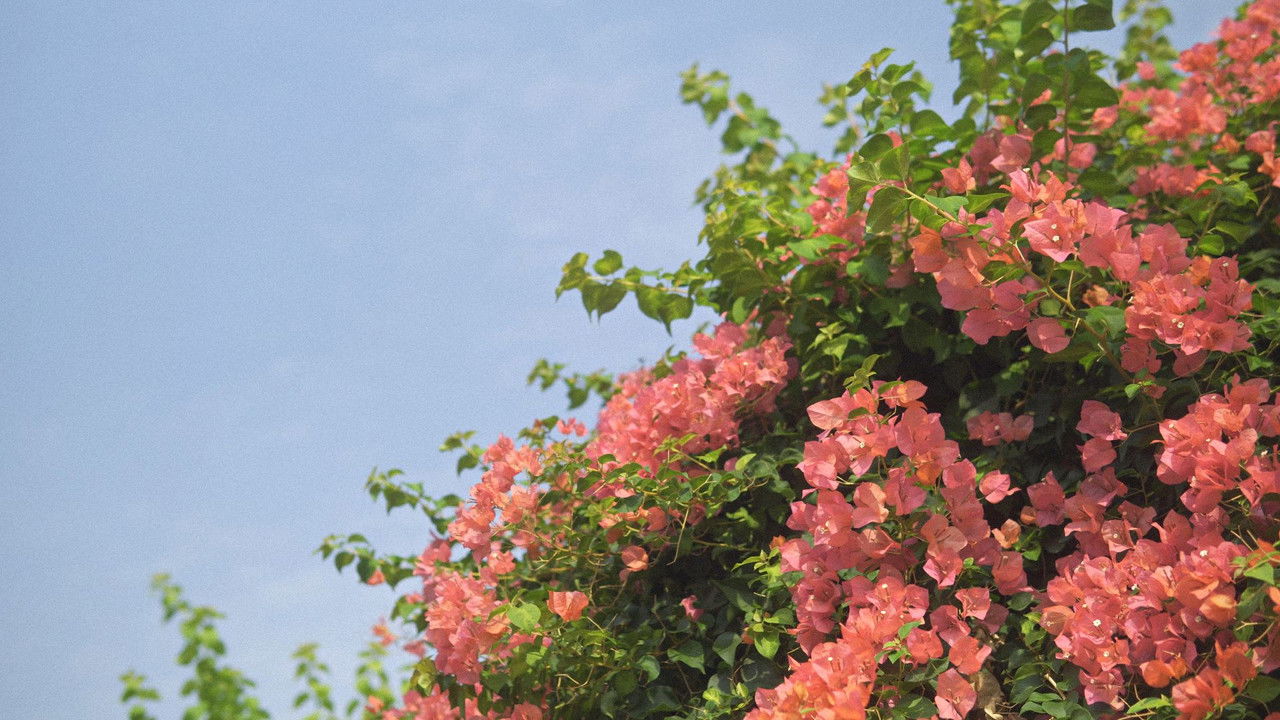 Pink&Pastel backdrop