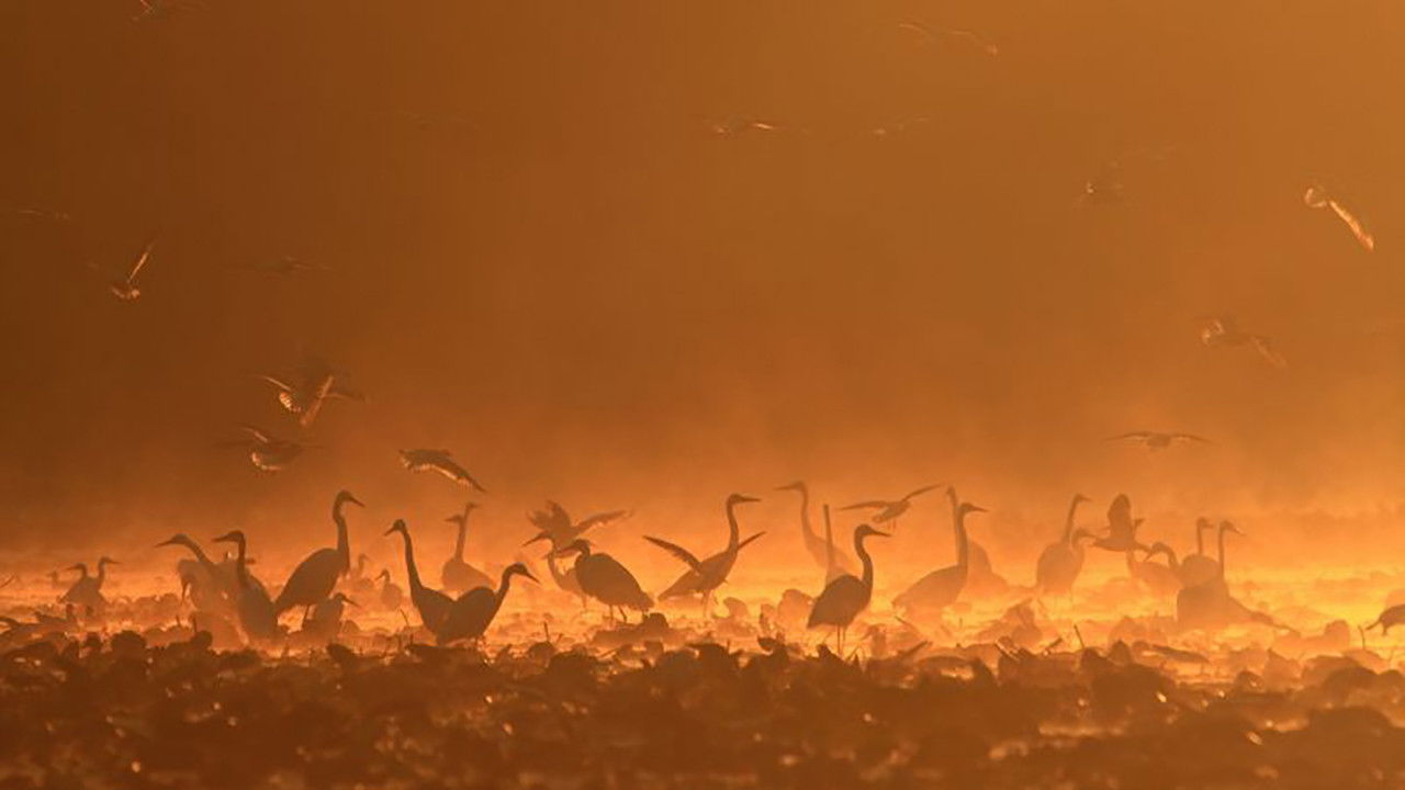 Gemenc – The World of Floodplains backdrop