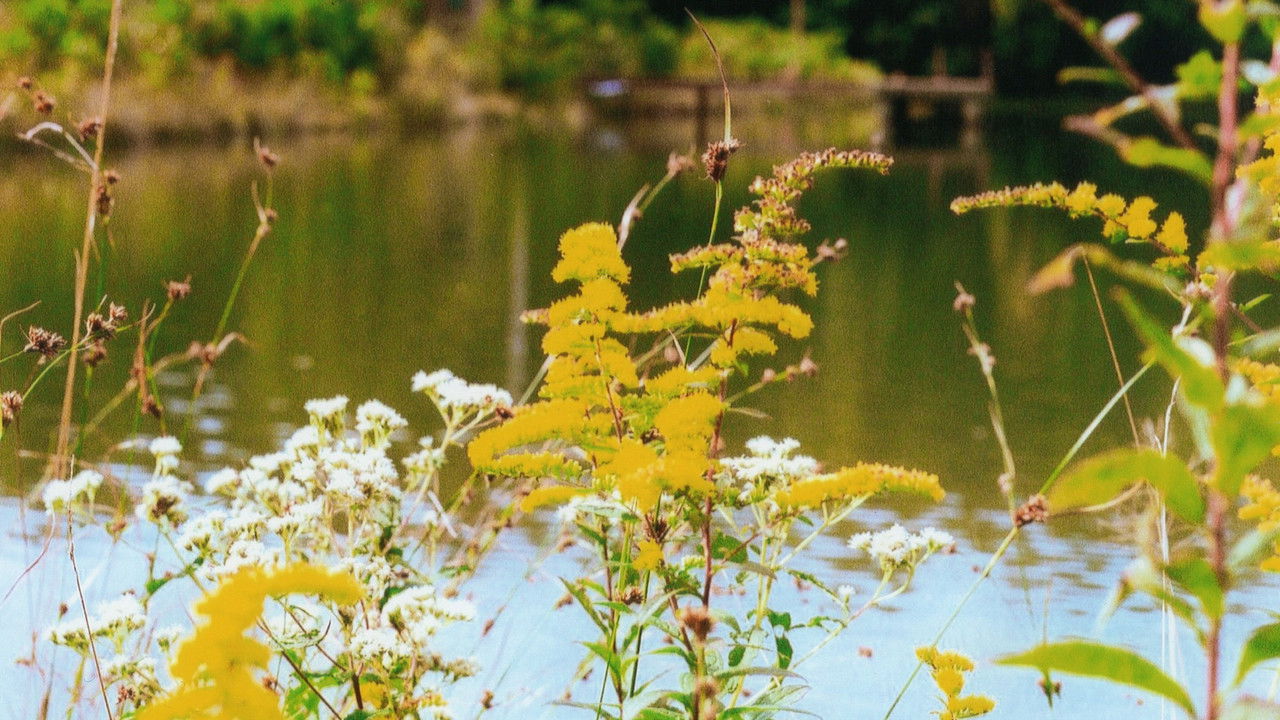 Gaming Hearts backdrop