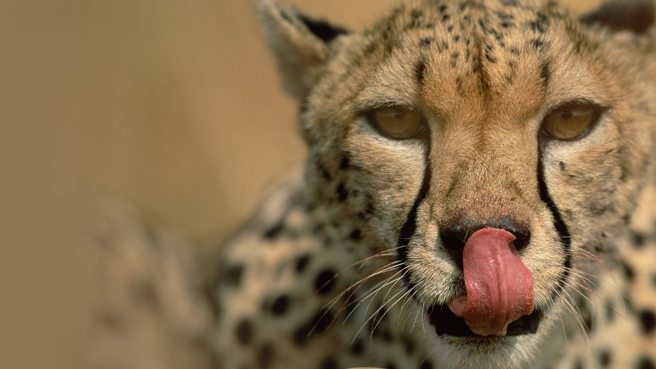 Deadly Instincts backdrop