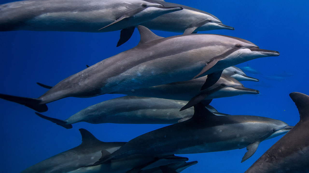 Blue Brazil backdrop
