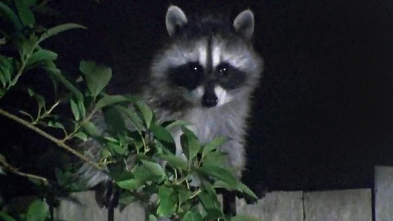 Wild in the City backdrop