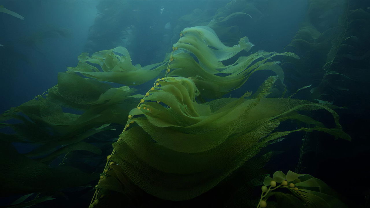 Charismatic Megafauna backdrop