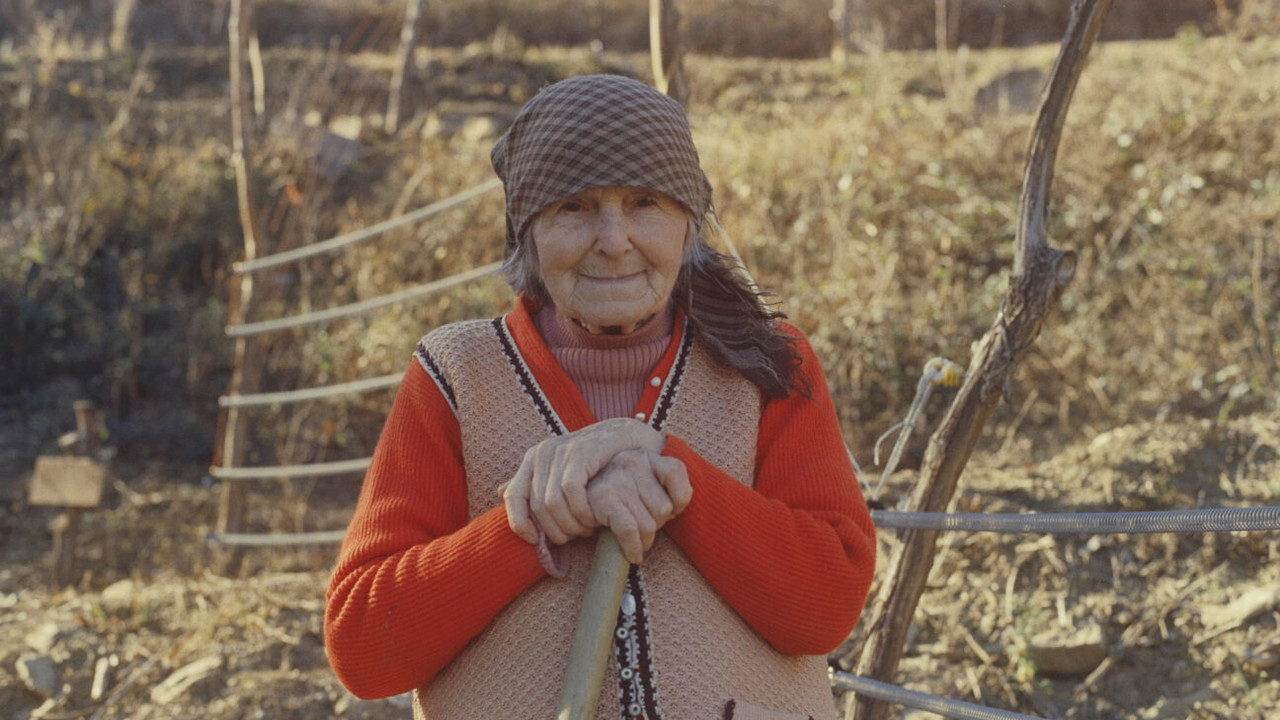 Common Pear backdrop