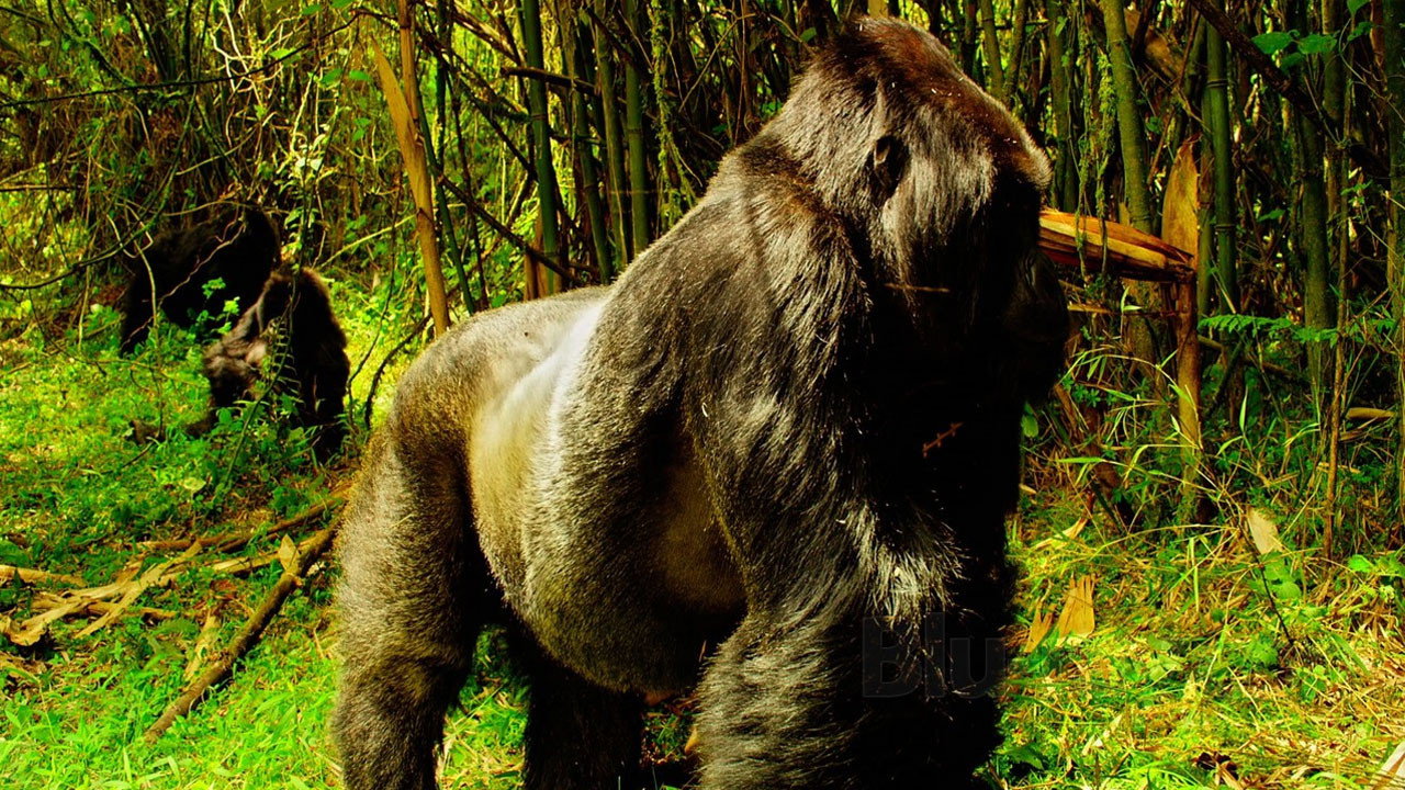 Wild Africa / Tiny Giants backdrop