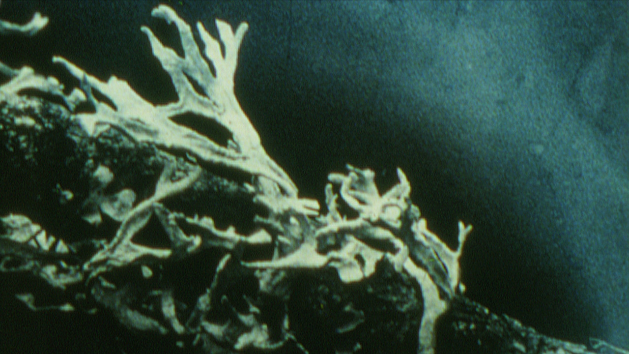 Discoveries on the Forest Floor 1-3 backdrop