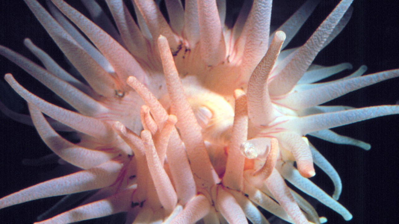 The Intertidal Zone backdrop