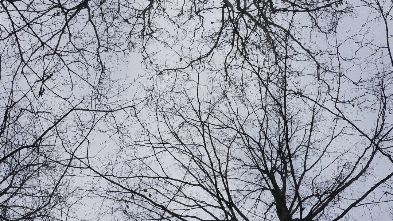 What Happened to Leo? backdrop