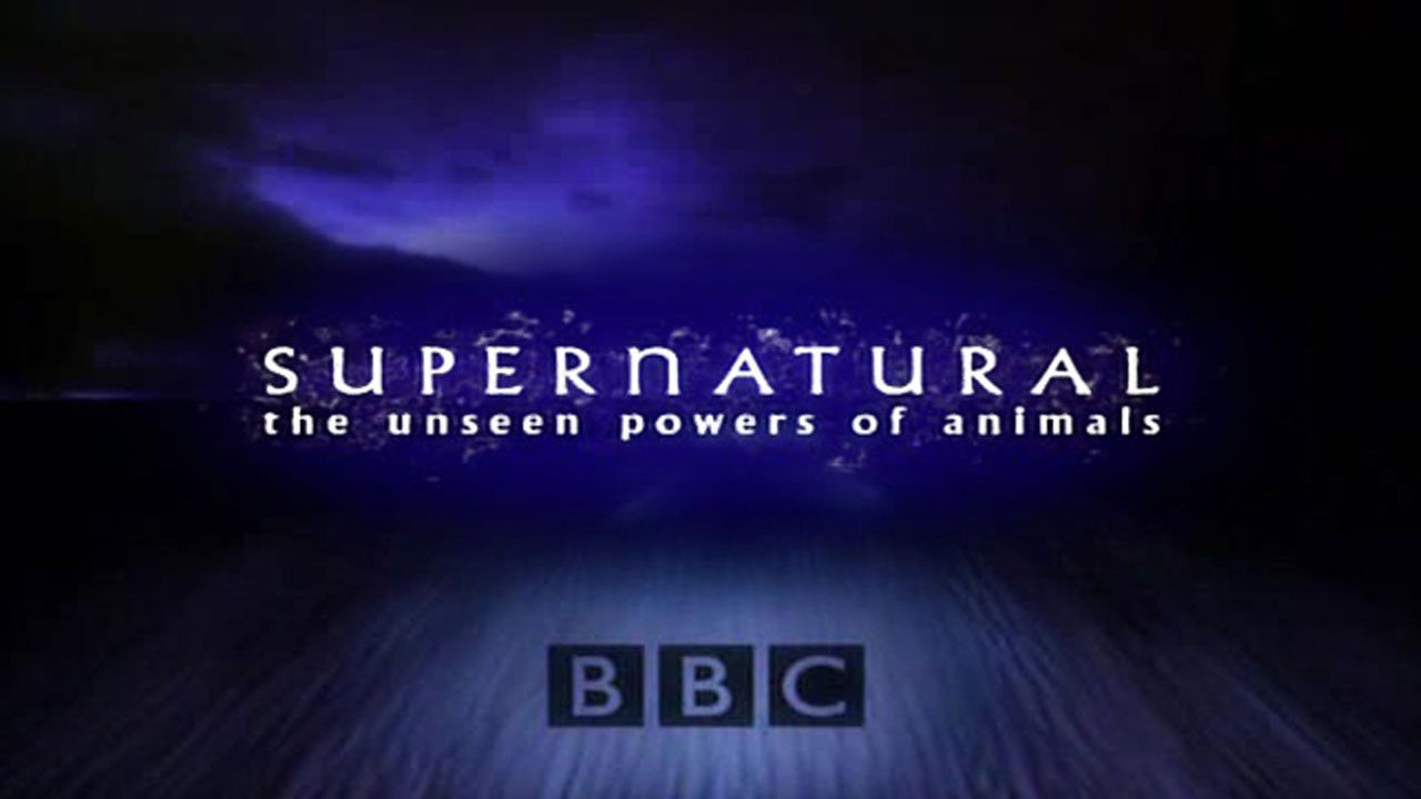Supernatural: Unseen Power of Animals backdrop