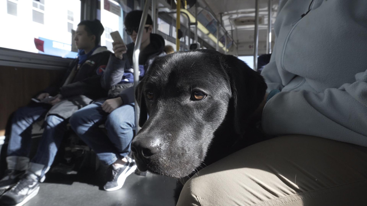 Pick of the Litter backdrop