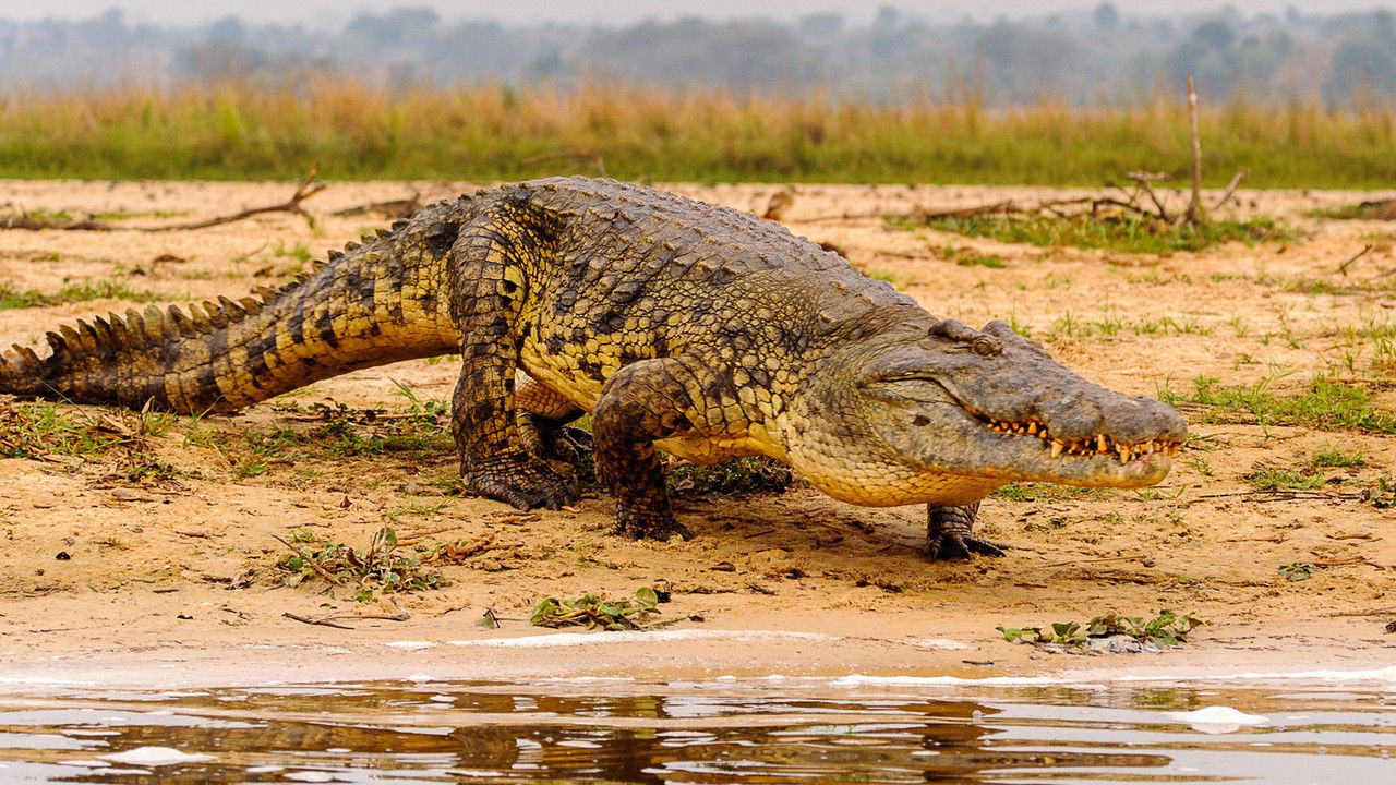 Wild Nights backdrop