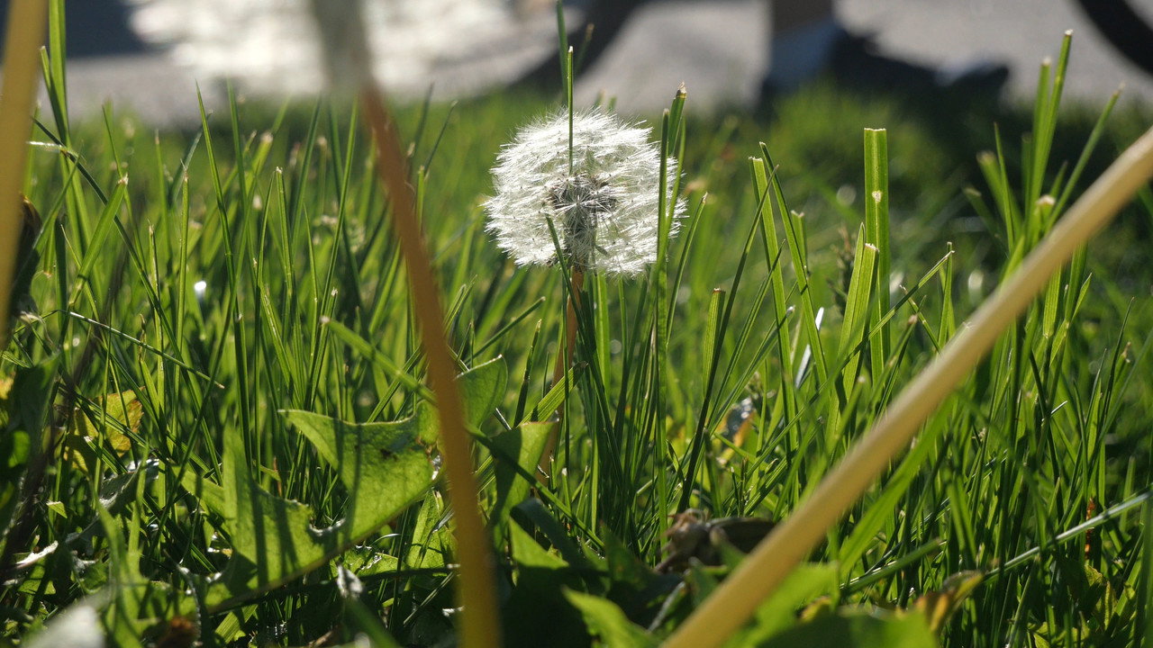 The Beauty Of Summer Like Weather backdrop