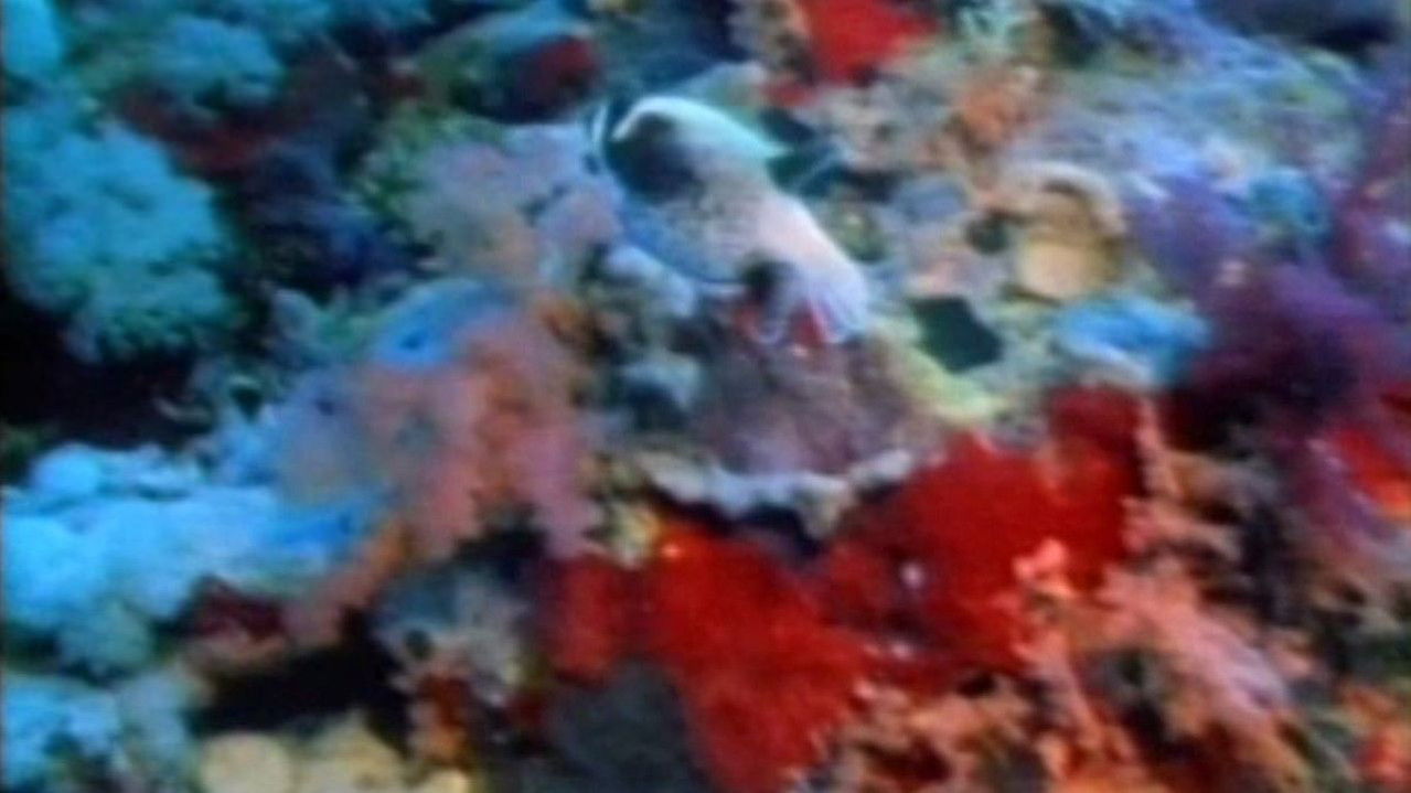 The Living Sea backdrop