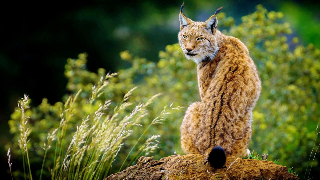 Wildes Baltikum backdrop