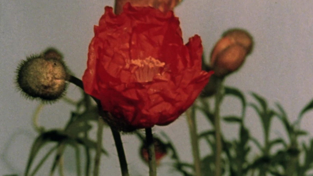 The Untilled Story backdrop