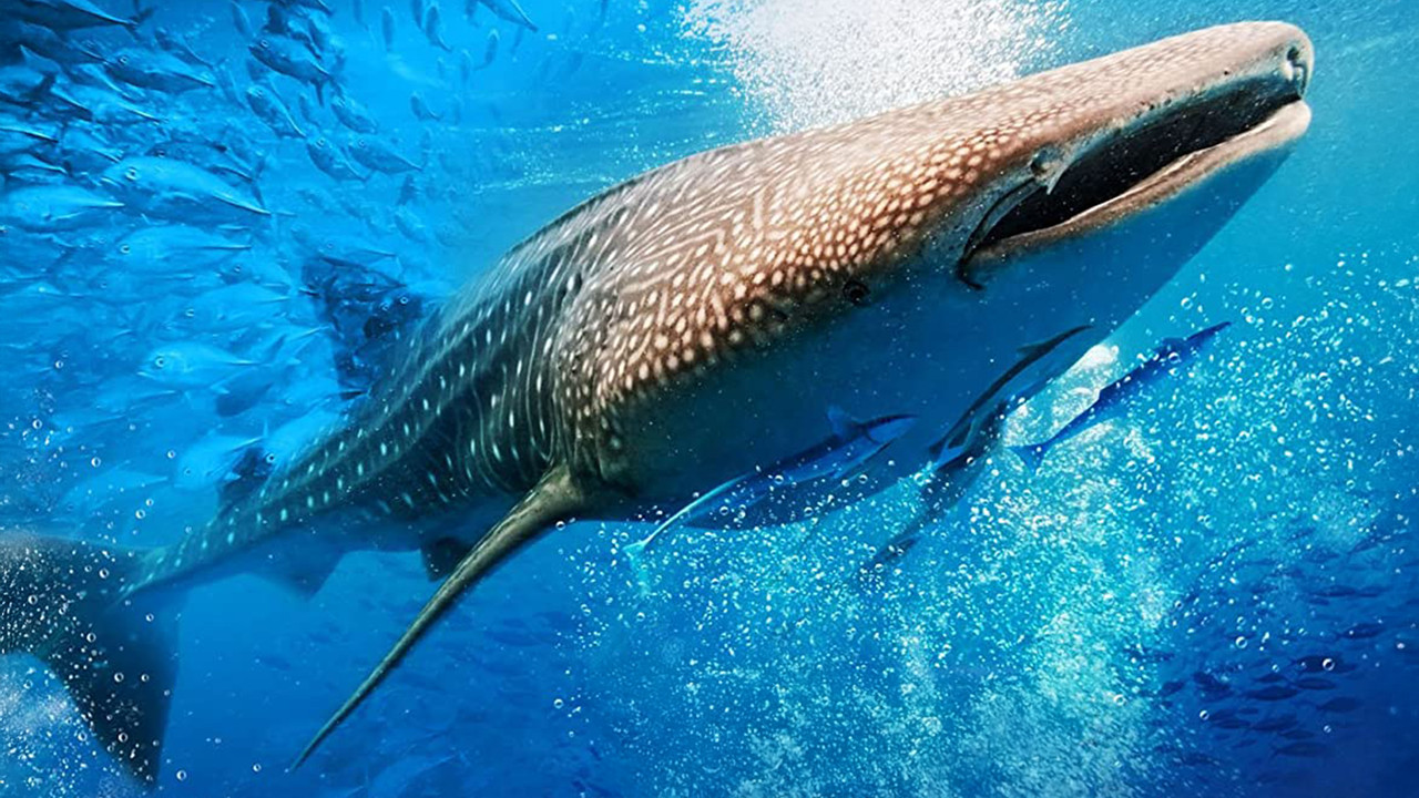 Big Mouth - My Pet Whale Shark backdrop