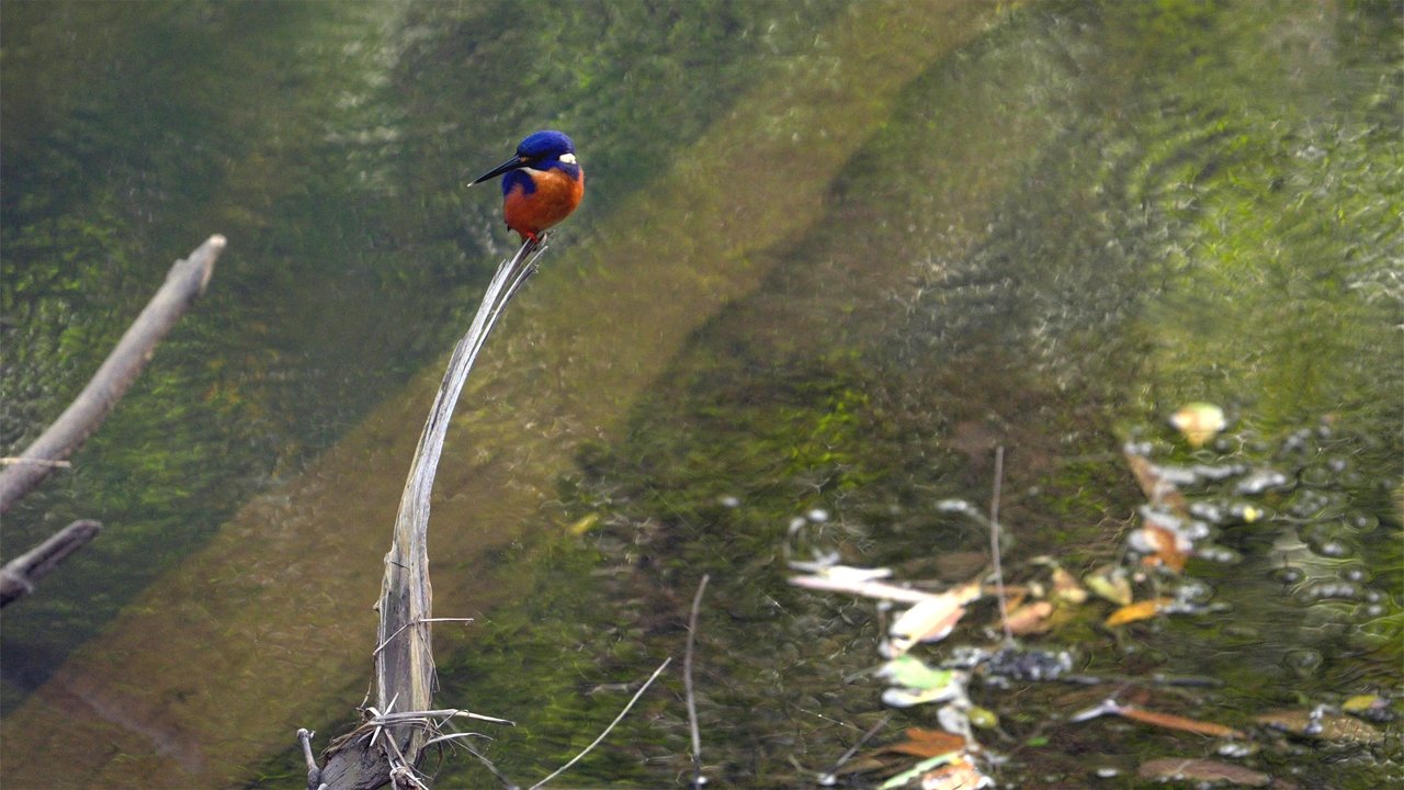 Extraordinary Australia backdrop