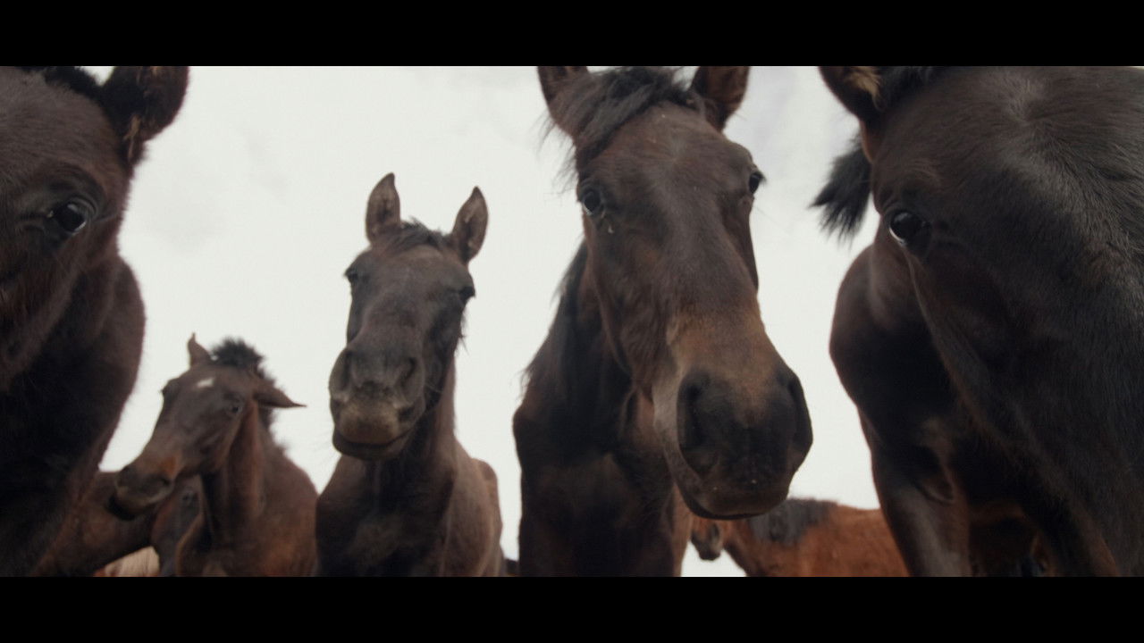 Wings of Kyrgyzstan backdrop