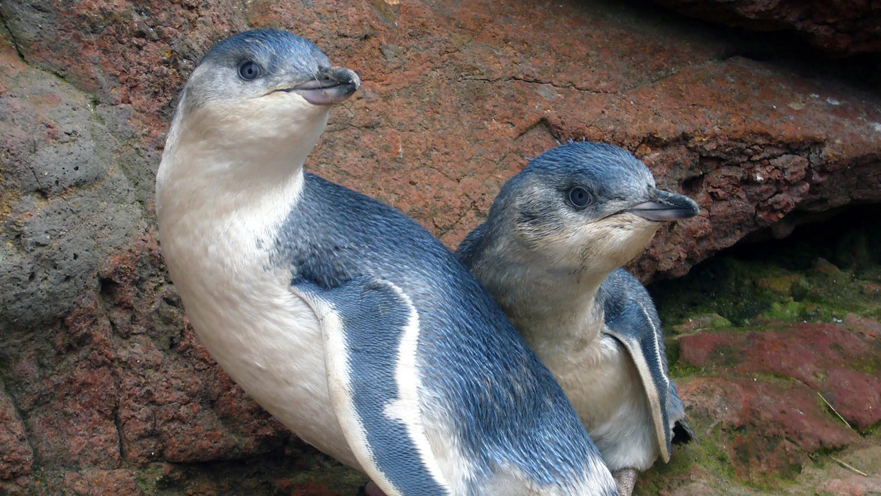 Kororā: Little Blue Penguin backdrop