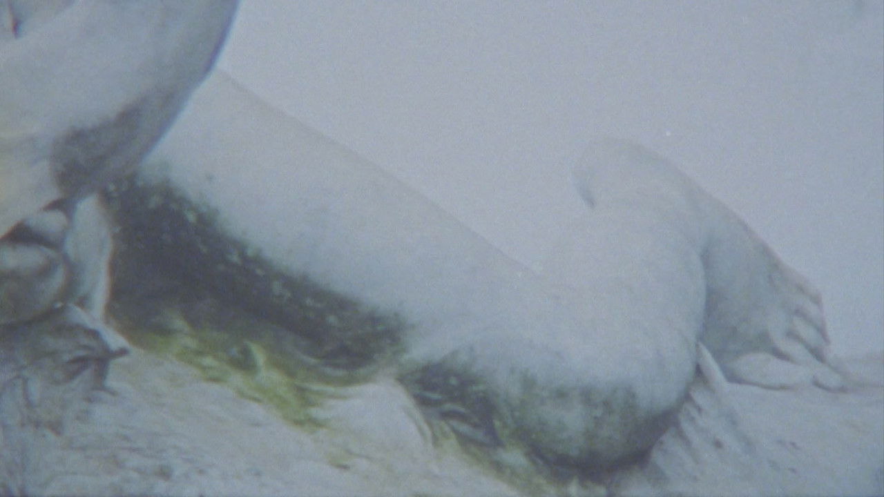 Skulpturen im Nebel backdrop