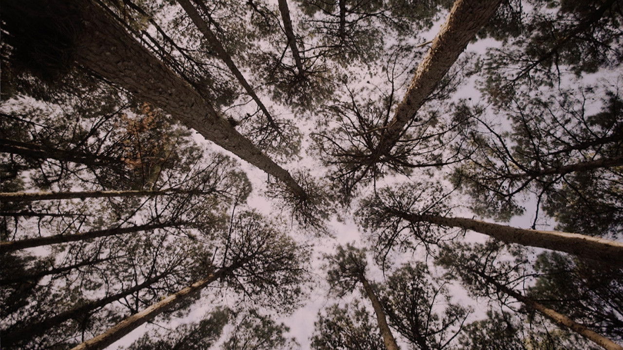 Nós Montanha backdrop