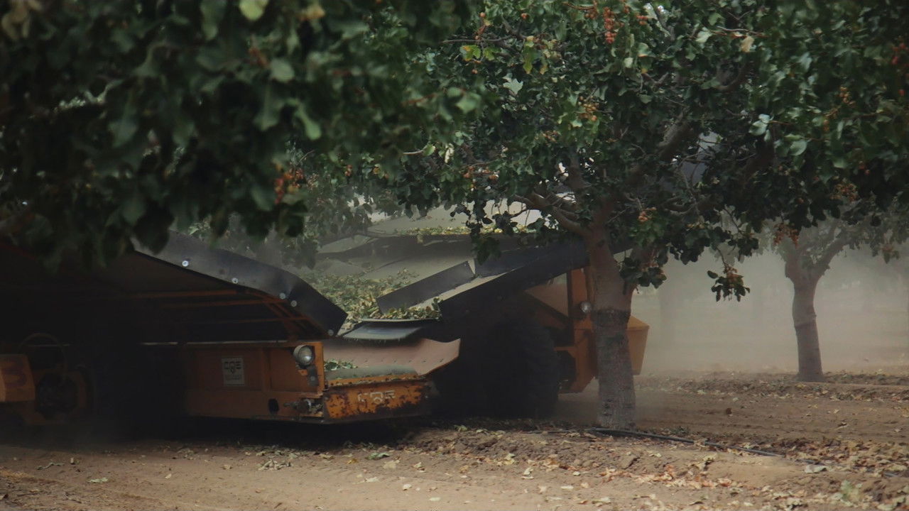 Pistachio Wars backdrop