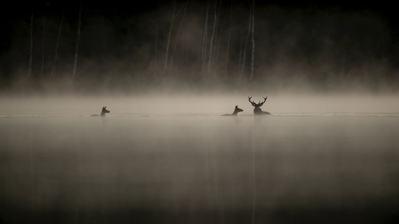 Whispers in the Woods backdrop