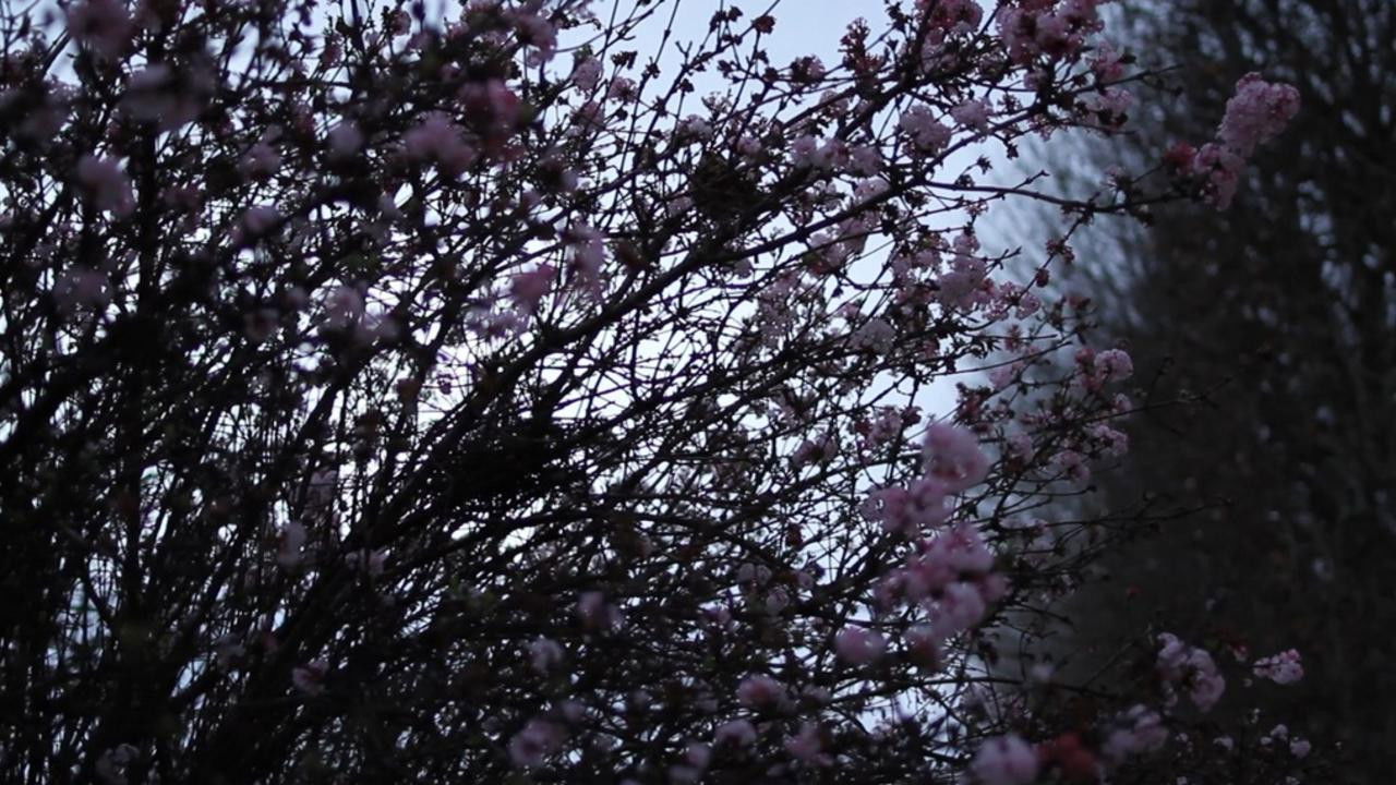 It May Be That Beauty Has Strengthened Our Resolve - Masao Adachi backdrop