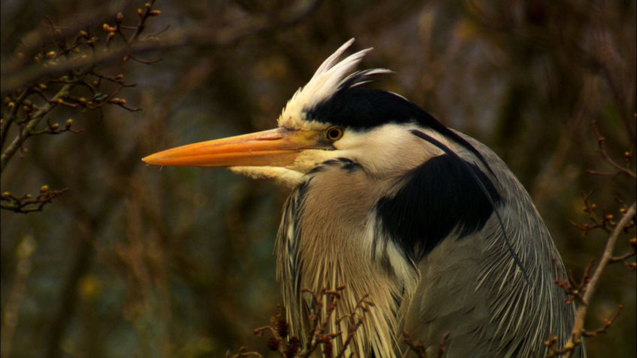 Iolo's Secret Life of Birds backdrop