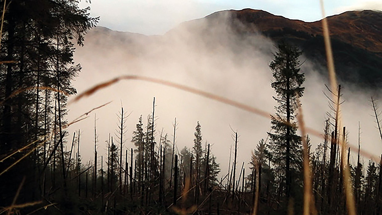 Life May Be backdrop