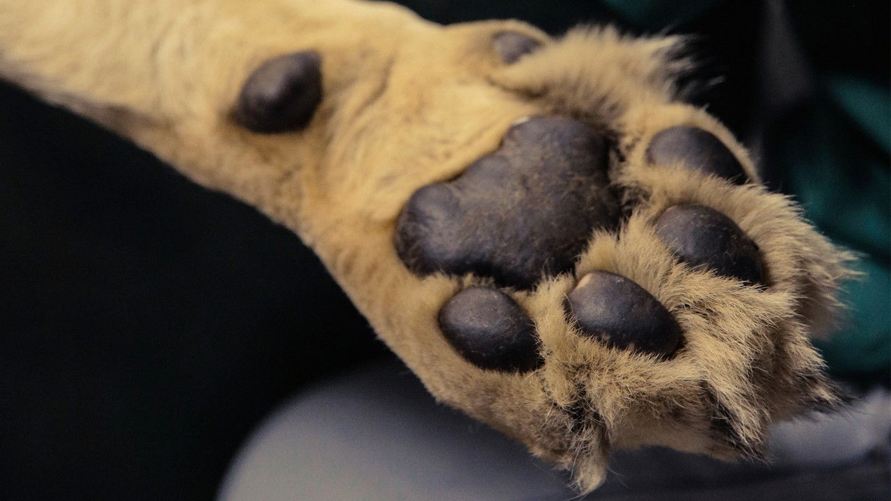 Big Animal Surgery backdrop