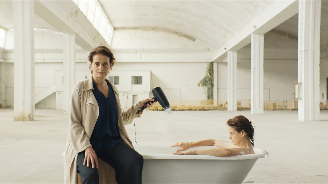 Dreaming of Lions backdrop