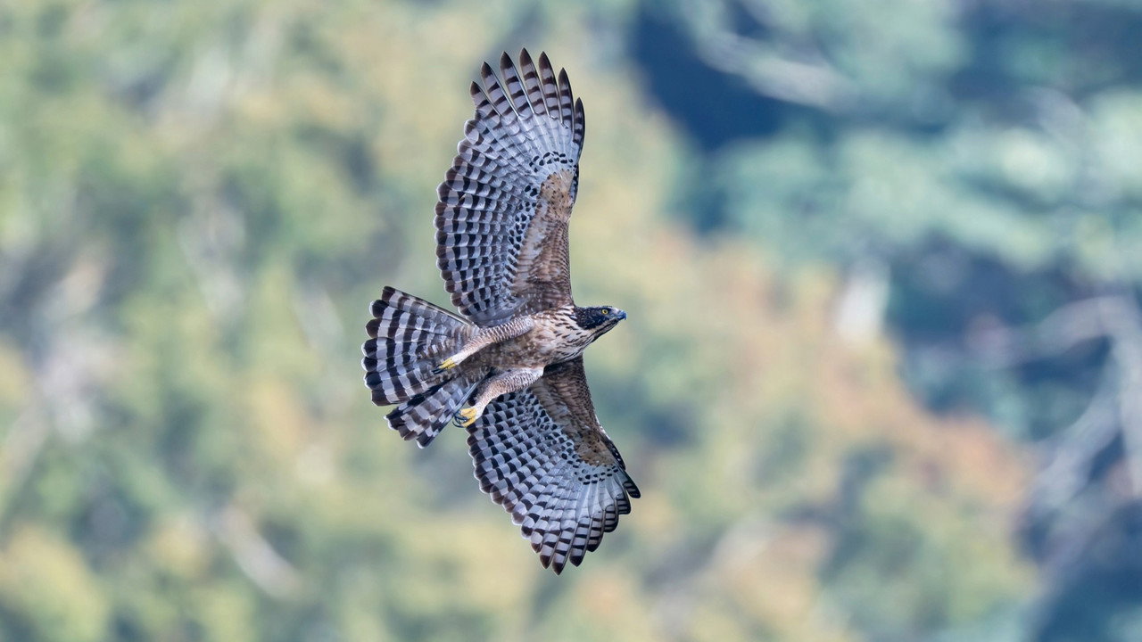 Fly! Mountain Hawk-Eagle backdrop