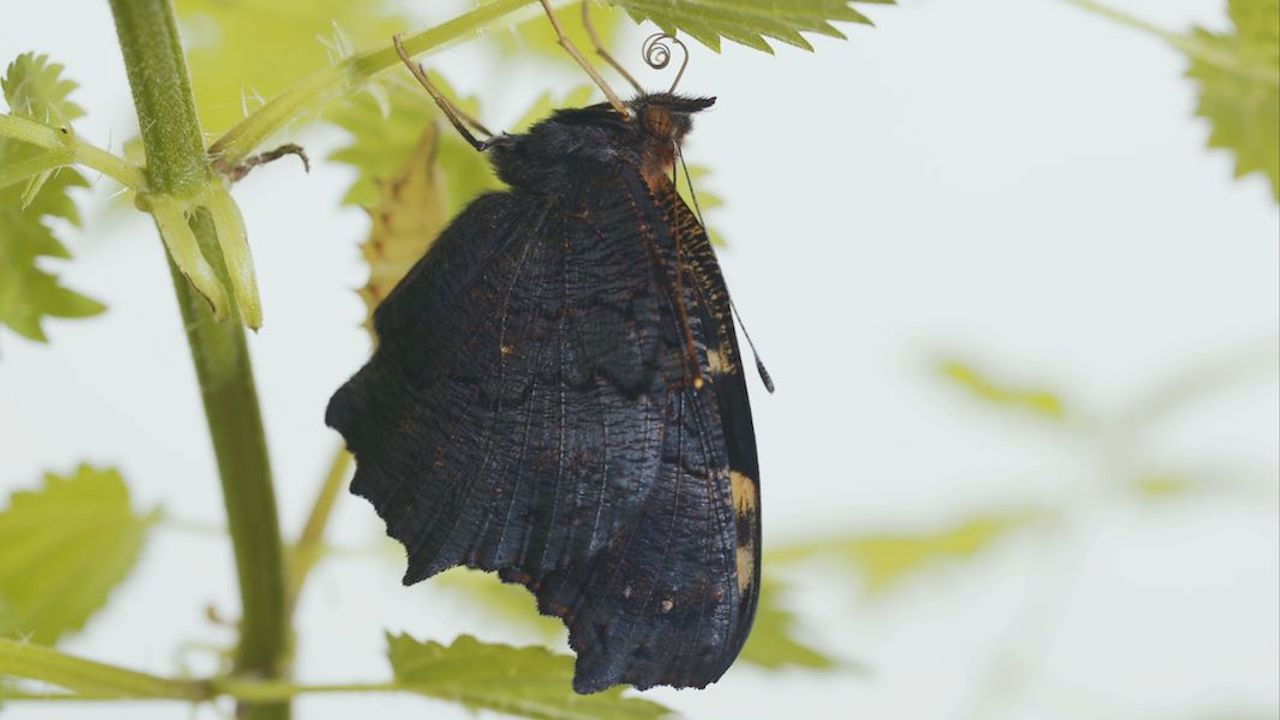 Metamorphosis backdrop