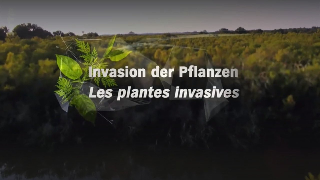 Invasion der Pflanzen - Gefahr für Umwelt und Mensch ? backdrop
