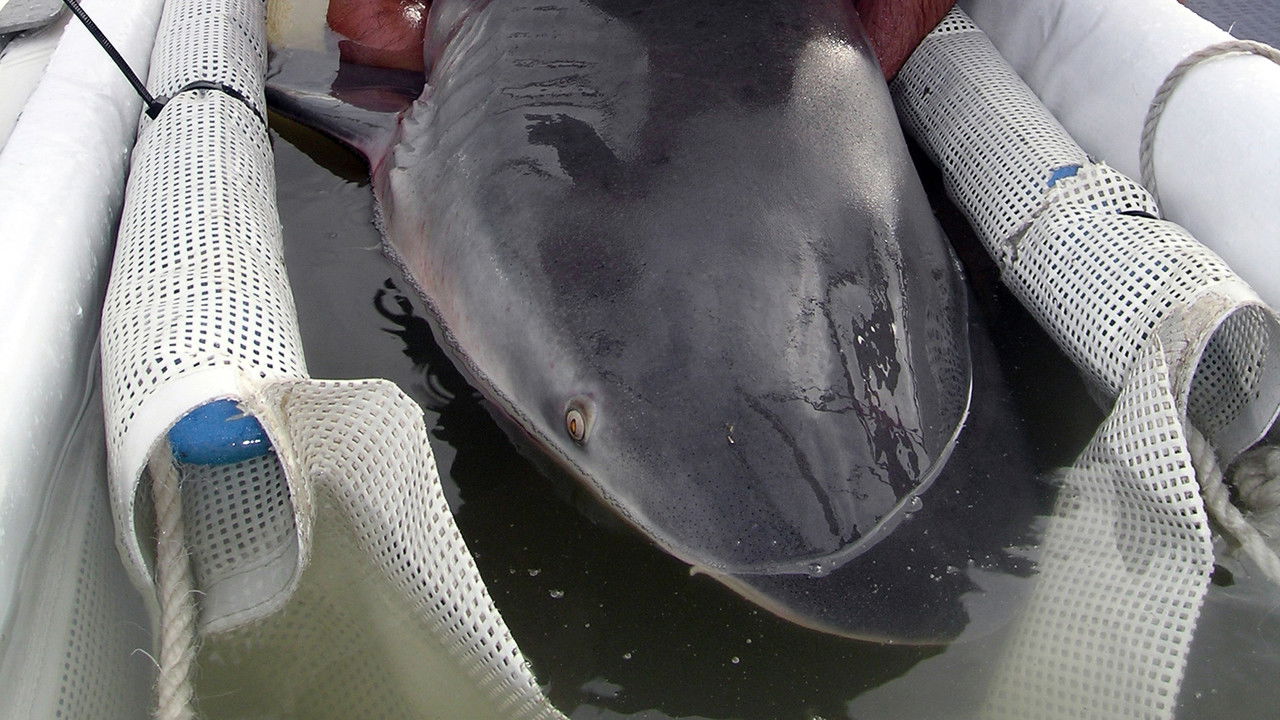 Sharks in the City: Bull Sharks in the Backyard backdrop
