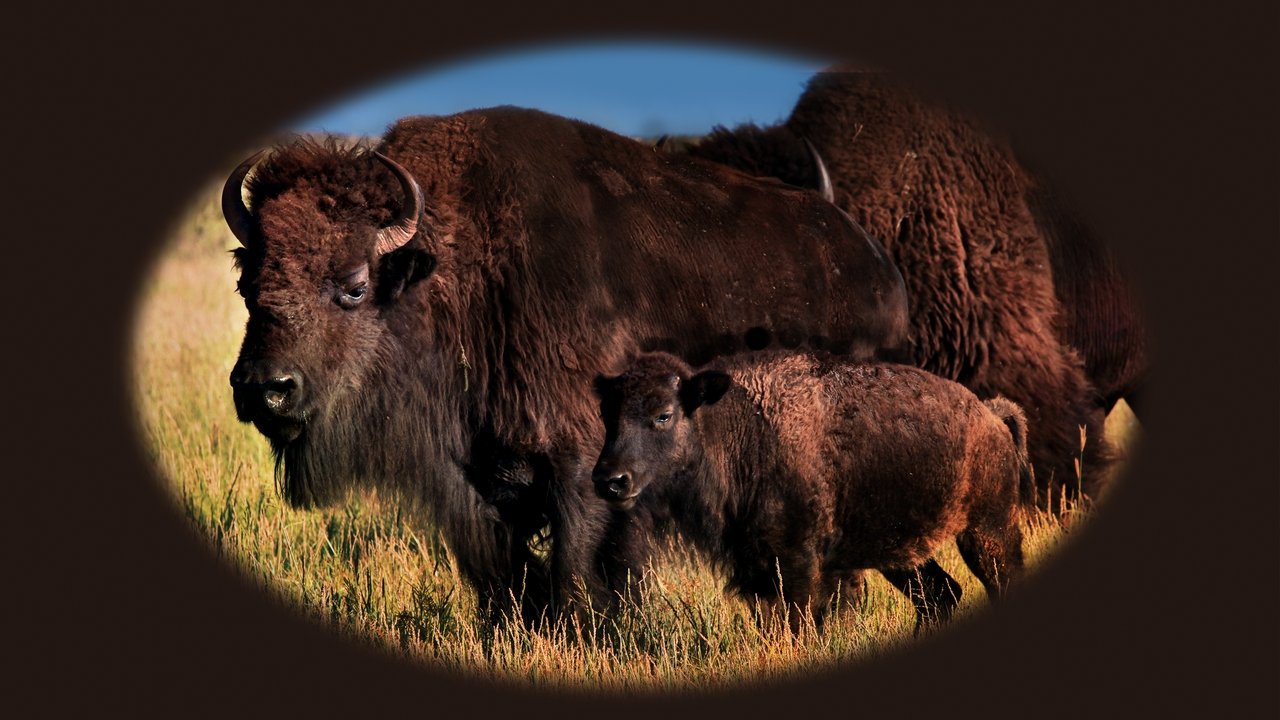 Mexico Untamed backdrop