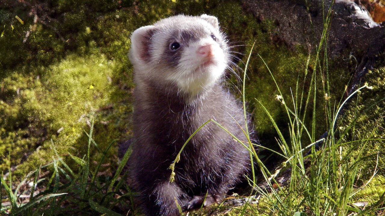 High Life at Low Temperatures backdrop